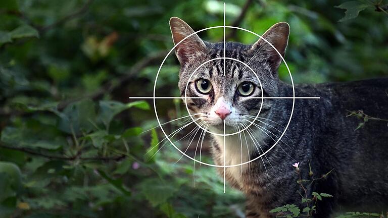 In Karlstadt wurden zwei Katzen mit einem Luftgewehr angeschossen. Nun ermittelt die Polizei. In Karlstadt wurden zwei Katzen mit einem Luftgewehr angeschossen. Nun ermittelt die Polizei. 