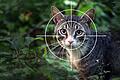 In Karlstadt wurden zwei Katzen mit einem Luftgewehr angeschossen. Nun ermittelt die Polizei.&nbsp;