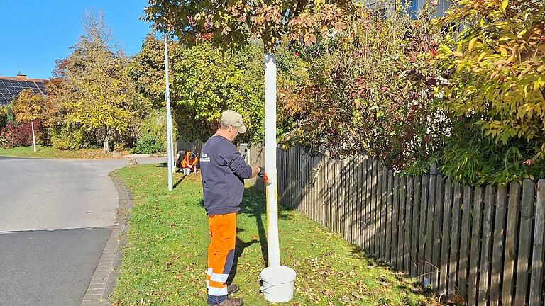 Bauhof-Mitarbeiter streichen junge Kugeleschen in der Thüringer Siedlung in Mellrichstadt mit einer weißen Schutzfarbe an. Diese dient als Sonnenschutz und sorgt dafür, dass die Temperatur im Baum um knapp zehn Grad gesenkt wird. Bauhof-Mitarbeiter streichen junge Kugeleschen in der Thüringer Siedlung in Mellrichstadt mit einer weißen Schutzfarbe an. Diese dient als Sonnenschutz und sorgt dafür, dass die Temperatur im Baum um knapp zehn Grad gesenkt wird. 