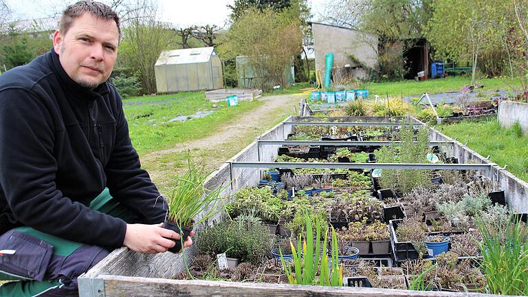 In langen Beetreihen ziehen Stadtgärtner Andre Ditterich und seine Mitarbeiter viele Blumen und Kräuter vor, die dann in Gerolzhofen gepflanzt werden. In langen Beetreihen ziehen Stadtgärtner Andre Ditterich und seine Mitarbeiter viele Blumen und Kräuter vor, die dann in Gerolzhofen gepflanzt werden.