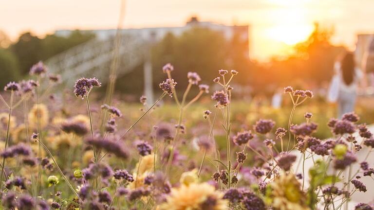 Das Landesgartenschaugelände am Hubland als malerische Kulisse: Das
Kulturpicknick verspricht an 18 Abenden Festival-Atmosphäre im
Corona-Sommer. Das Landesgartenschaugelände am Hubland als malerische Kulisse: Das
Kulturpicknick verspricht an 18 Abenden Festival-Atmosphäre im
Corona-Sommer.