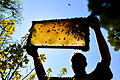 Honigernte       -  ARCHIV - 12.05.2016, Brandenburg, Alt Zeschdorf:  Ein Imker zeigt eine Bienenwabe an einem blühenden Rapsfeld. Deutschland führt immer mehr Bienenhonig ein, um die Nachfrage der Verbraucher zu decken. Die Importe erhöhten sich im vergangenen Jahr um 4,7 Prozent auf fast 87 800 Tonnen Honig im Wert von 259 Millionen Euro, teilte der Honig-Verband in Hamburg mit. (zu dpa «Deutschland importiert mehr Honig») Foto: Patrick Pleul/dpa-Zentralbild/dpa +++(c) dpa - Bildfunk+++ | Verwendung weltweit