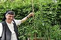 Schwester Lydia findet Entspannung bei der Gartenarbeit, auch wenn es nur mal zwischendurch darum geht, einen Blick auf die Tomaten im kleinen Patientengarten im Innenhof von St. Josef zu werfen. Anfang Juni, als dieses Bild entstand, waren die Tomaten natürlich noch ein Stück kleiner.