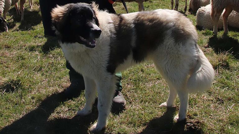Ein Wolfschutzhund auf der Weide von Rhönschäfer Josef Kolb. Ein Wolfschutzhund auf der Weide von Rhönschäfer Josef Kolb.
