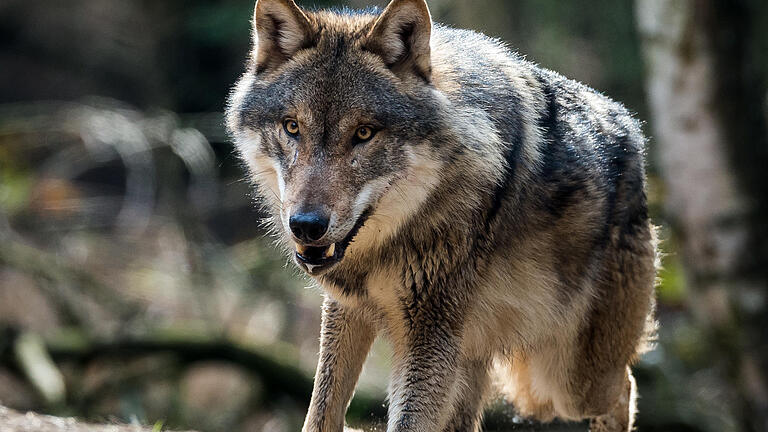 Wolf       -  Symbolbild  - Ein Wolf (Canis lupus) ist in seinem Gehege.