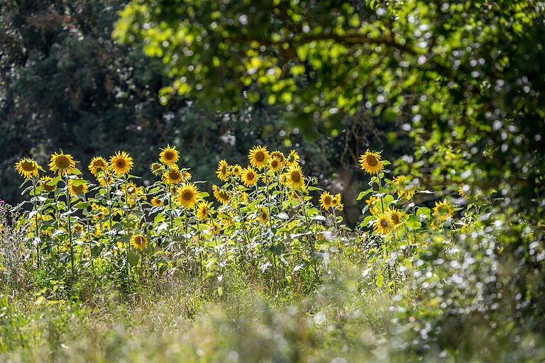 Im Spätsommer strahlen die Sonnenblumen am Wegesrand um die Wette. Im Spätsommer strahlen die Sonnenblumen am Wegesrand um die Wette.