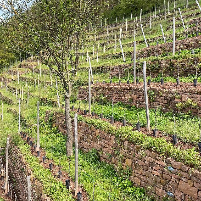 Die Terrassen aus Bundsandstein prägen die Weinlandschaft in Churfranken im Landkreis Miltenberg.&nbsp;