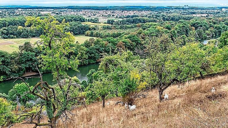 Die Stacheln von Weißdorn und Brombeere schmecken den Ziegen       -  (la)   Bis zu 40 Ziegen hatte der Verein &bdquo;Mainleite Schweinfurt-Schonungen&ldquo; seit Ende Juli im Einsatz, um den Wildwuchs auf den ehemaligen Weinbergshängen Einhalt zu gebieten. Zuletzt befreiten die Wiederkäuer das Quartier rund um die Aussichtsterrasse  Bismarckhöhe,  die einen grandiosen Blick auf den Main bietet. Schmecken ließen sich die Ziegen auch die Dornen von Weißdorn und Brombeeren. Dem Gastwirt Georg Schleicher war am 23. April 1913 der Betrieb einer Gaststätte am Rastplatz des Wanderweges zwischen Peterstirn und Mainberg genehmigt worden. 1928 entstand unter dem Pächter Robert Jakob ein neues Gebäude. Auch nach dem Zweiten Weltkrieg wurde das Lokal weiter geführt. Eine Gaststätte gibt es heute nicht mehr, doch Picknick ist möglich, denn Tische und Bänke sind aufgestellt.