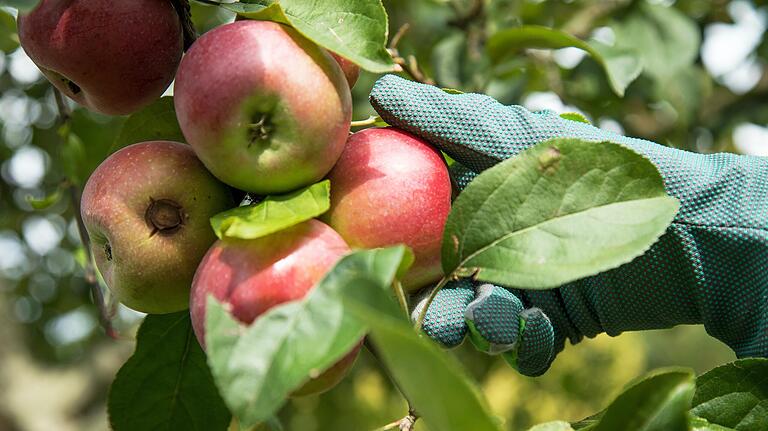 Solange der Apfel am Baum ist, gehört er dem, auf dessen Grundstück der Apfelbaum steht. Das gilt auch, wenn ein Ast über den Zaun in den anderen Garten hängt. Solange der Apfel am Baum ist, gehört er dem, auf dessen Grundstück der Apfelbaum steht. Das gilt auch, wenn ein Ast über den Zaun in den anderen Garten hängt.