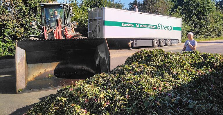 In großen Lkw-Aufliegern werden die geernteten und gehäckselten Pflanzenteile direkt von Schwebheim zu den Verarbeitern transportiert.