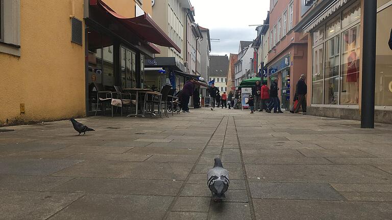 Stadttauben in Schweinfurt auf der Suche nach Futter während der Corona-Pandemie. Stadttauben in Schweinfurt auf der Suche nach Futter während der Corona-Pandemie.