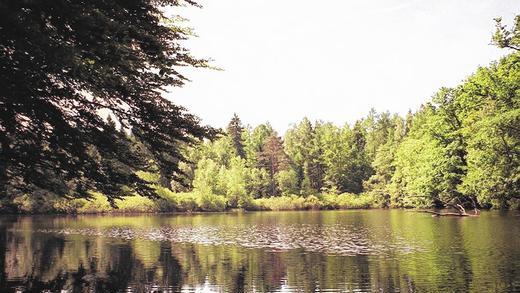 Idylle am Wiesbüttsee, an der Grenze zwischen Hessen und Bayern: Ziel einer Wanderung des Spessartvereins im April.