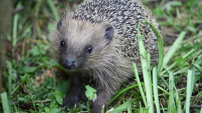 Viele Igel sind derzeit geschwächt. Wer ein Tier findet, sollte sich schnell Rat holen. Auf keinen Fall Milch geben, sagen die Experten.&nbsp;&nbsp;