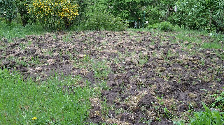 Drei Wildschweine machten sich im April im Garten eines Ehepaares im Leutfresserweg zu schaffen.