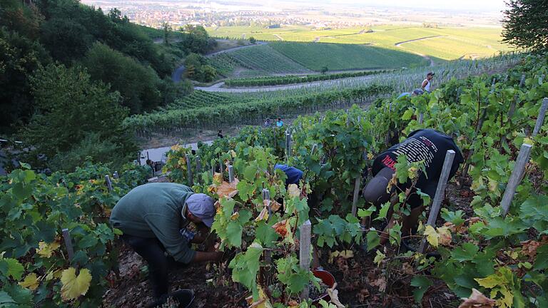 Weinbau in Franken, hier am historischen Weinberg in Iphofen, wird ohne künstliche Bewässerung zur riskanten Wette, die in den vergangenen Jahren immer seltener aufging.