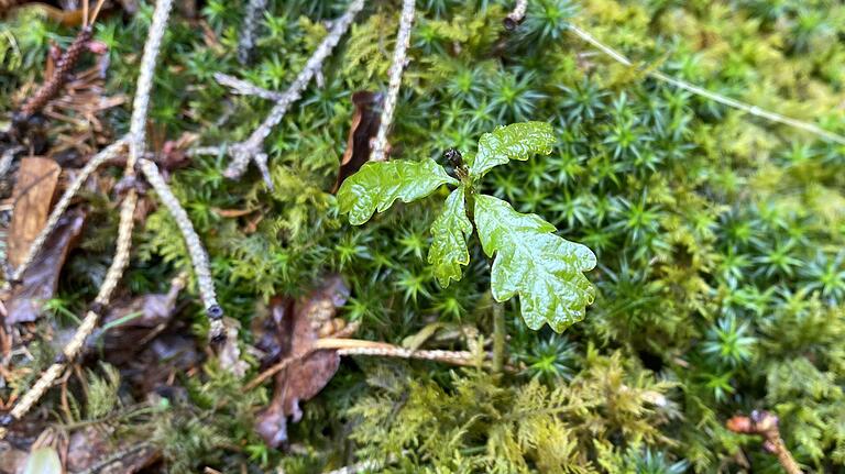 Hat nach heutigem Wissensstand durchaus eine Zukunft im Steigerwald: Eichen-Keimling aus der Naturverjüngung. Eichen vertragen sowohl Hitze als auch Trockenheit deutlich besser als viele andere Baumarten.