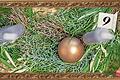 Das Adventskalenderrätsel im Landkreis Haßberge für den 9. Dezember.&nbsp;