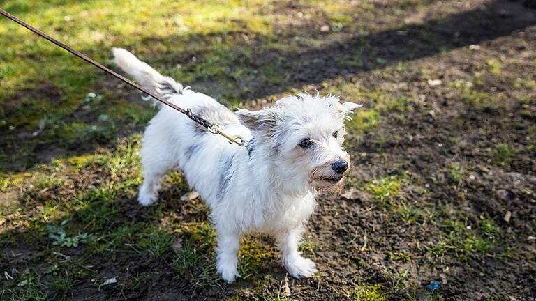 Lucy ist ein Havaneser-Terrier-Mischling und lebt aktuell im Tierheim Würzburg. Langfristig sucht sie ein neues Zuhause. Lucy ist ein Havaneser-Terrier-Mischling und lebt aktuell im Tierheim Würzburg. Langfristig sucht sie ein neues Zuhause.