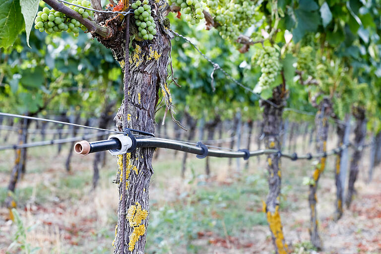 Weinreben zählen zu den Sonderkulturen, die bewässert werden dürfen.