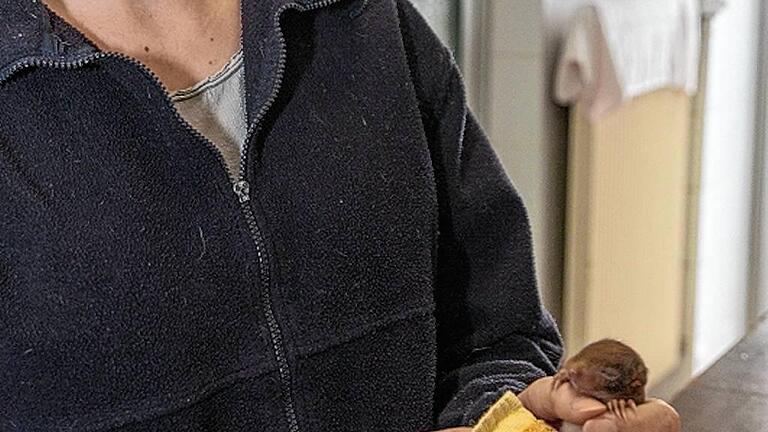 Anja Schneider kümmert sich rund um die Uhr um die Eichhörnchen-Findelkinder – sie füttert, massiert oder wärmt. Anja Schneider kümmert sich rund um die Uhr um die Eichhörnchen-Findelkinder – sie füttert, massiert oder wärmt.