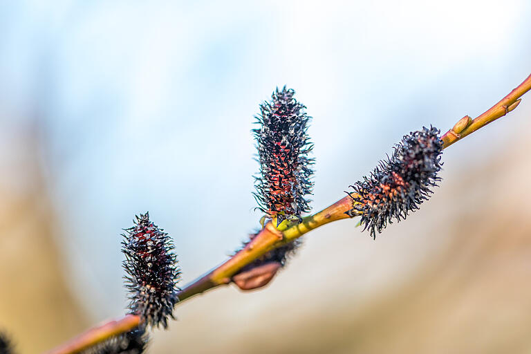 Schwarze Weidenkätzchen? Bei dieser Weide aus Japan schon. Im Botanischen Garten finden sich viele Bäume und Sträucher aus Fernost. Schwarze Weidenkätzchen? Bei dieser Weide aus Japan schon. Im Botanischen Garten finden sich viele Bäume und Sträucher aus Fernost.