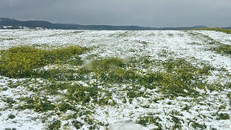 Der schwere, nasse Schnee, der am 21. April morgens gefallen ist, hat bei Donnersdorf schwere Schäden auf Rapsfeldern angerichtet.