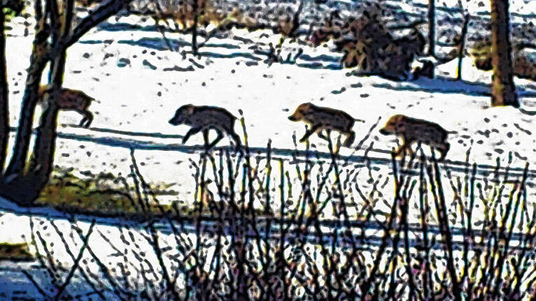 Wie an einer Perlenschnur: Frischlinge auf dem Weg durch Veitshöchheimer Gärten. Drei der kleinen Wildschweine konnten eingefangen werden.