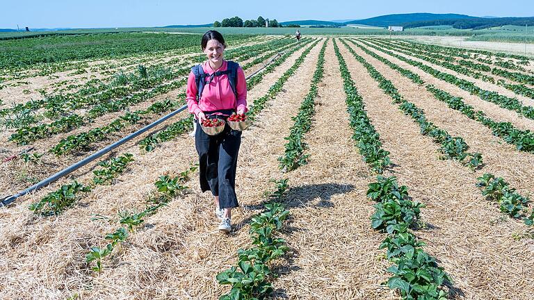 Maria Guerrero González erntet selbst auf Christian's Erdbeerhof in Eußenhausen Erdbeeren. Morgens gepflückt, sind Erdbeeren am frischesten.