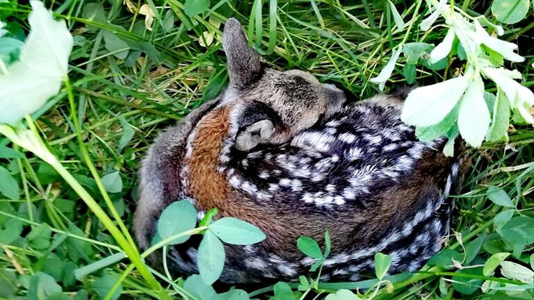 Eingerollt liegt das Rehkitz in der Wiese und wird von den Helferinnen und Helfern des Vereins Tierfinder Rhön vor dem sicheren Mähmessertod gerettet.