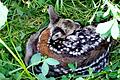 Eingerollt liegt das Rehkitz in der Wiese und wird von den Helferinnen und Helfern des Vereins Tierfinder Rhön vor dem sicheren Mähmessertod gerettet.
