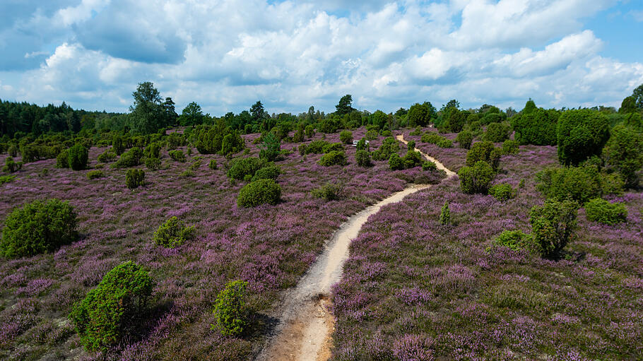 Flitterwochen in Deutschland       -  Das violette Heidekraut taucht die Lüneburger Heide jedes Jahr im Sommer in ein leuchtendes Farbenmeer - wie gemacht für romantische Flitterwochen.