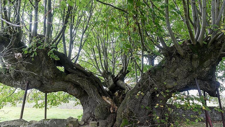 An der 1000-jährigen Linde soll einst Kunigundes Schleier hängen geblieben sein. Anlass für den Bau der Kapelle nebenan.FOTOs: Thomas Obermeier