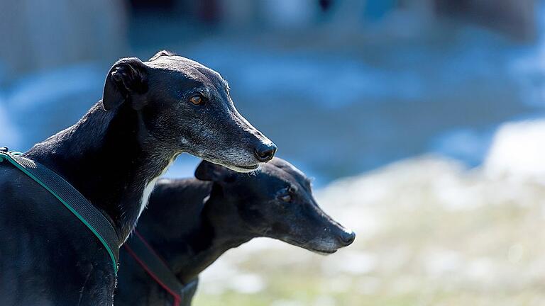 Gerettet: Sir Toby (links) und Scarlett sind ausgemusterte Rennhunde. Lilli und Wilfried von Hessberg haben sie vor dem Tod gerettet.