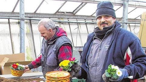 Fertig machen zum Versand: Ali (rechts) und seine Kollegen beim Zusammenstellen und Verpacken der Topfpflanzen &ndash; in dem Fall Primeln.