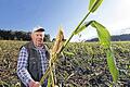 Ernte zerstört: Normalerweise wäre der Leinacher Landwirt Horst Dietrich auf diesem Feld in Greußenheim nicht zu sehen. Die hoch gewachsenen Maispflanzen würden ihn verdecken. Doch seine Pflanzung ist verwüstet. Eine Rotte Wildschweine tat sich jüngst am Körnermais gütlich. Fast einen Hektar &ndash; exakt 9100 Quadratmeter &ndash; machten die Schwarzkittel nieder.Foto: Theresa Müller