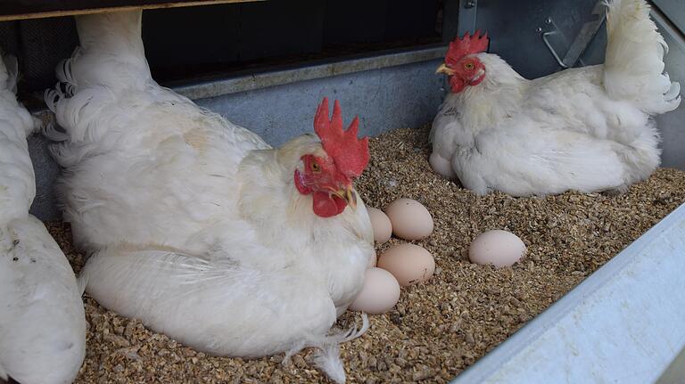 Damit auch die 'Bruderküken' am Leben bleiben - Cremefarben sind die Eier der Legehennenrasse "Sandy", die im Hühnermobil bei Schleerieth zuhause sind. Damit auch die 'Bruderküken' am Leben bleiben - Cremefarben sind die Eier der Legehennenrasse "Sandy", die im Hühnermobil bei Schleerieth zuhause sind.