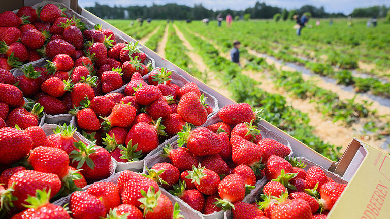 Kein Appetit auf Erdbeeren in diesem Jahr? Das Angebot aus heimischer Produktion ist auch in Untefranken groß, doch die Nachfrage hat nachgelassen - aus mehreren Gründen.