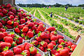 Kein Appetit auf Erdbeeren in diesem Jahr? Das Angebot aus heimischer Produktion ist auch in Untefranken groß, doch die Nachfrage hat nachgelassen - aus mehreren Gründen.