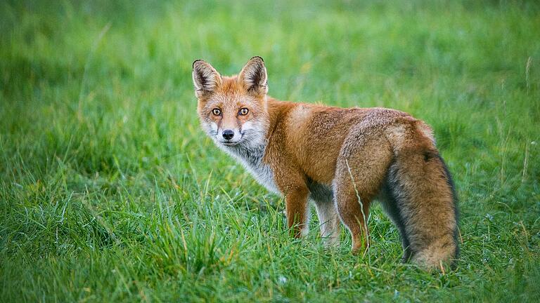 Der Nachname Fuchs kann laut DFD auch vom Beruf des Kürschners stammen, der sich im Mittelalter um die Verarbeitung von Fuchspelzen gekümmert hat. Der Nachname Fuchs kann laut DFD auch vom Beruf des Kürschners stammen, der sich im Mittelalter um die Verarbeitung von Fuchspelzen gekümmert hat.