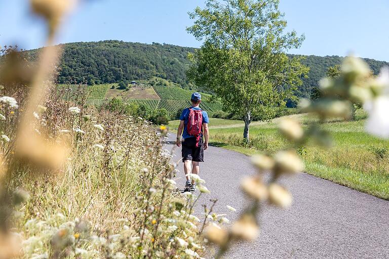 Unterwegs auf dem Rundweg 'Wein mit Weitblick' in Seinsheim (Lkr. Kitzingen): Auf der ersten Etappe hoch in die Weinberge. Unterwegs auf dem Rundweg 'Wein mit Weitblick' in Seinsheim (Lkr. Kitzingen): Auf der ersten Etappe hoch in die Weinberge.