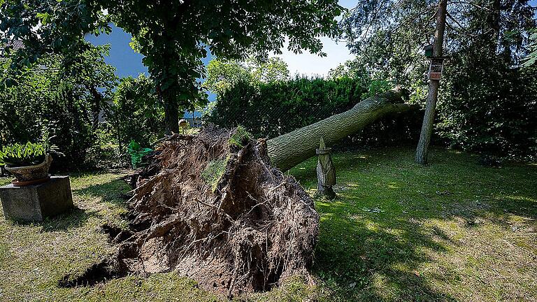 In der Schweinfurter Straße in Schwebheim hielt ein Baum Sturm und Starkregen nicht stand. Vom THW wurde der Baum inzwischen beseitigt. In der Schweinfurter Straße in Schwebheim hielt ein Baum Sturm und Starkregen nicht stand. Vom THW wurde der Baum inzwischen beseitigt.