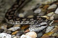 Rautenpython.jpeg       -  Mit einer Rautenpython um den Hals ist ein Mann in Australien zum Surfen gegangen.
