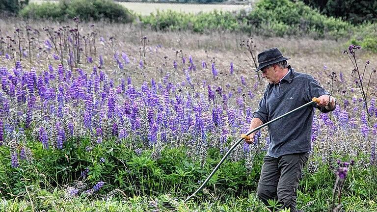 Viel zu tun haben die freiwilligen Helfer beim Lupinen-Mähen in der Langen Rhön.