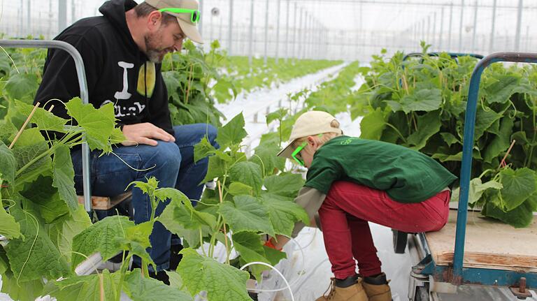 Der Gärtner André Busigel aus Albertshofen zeigt den Europa-Minigärtnern sein Gewächshaus. Bei der Initiative können Kinder in den Gartenbau reinschnuppern.