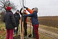 Bei der Pflanzaktion in der Nähe des Gut Gieshügels in Gerbrunn wurde vor dem Pflanzschnitt beraten, welche Zweige weggeschnitten und stehen bleiben dürfen. OGV-Vorstand Alfred Engert (2. von rechts) war dabei als Fachmann besonders gefragt.