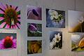 Makrofotografien auf Recyclingbeton: In der Umweltstation der Stadt Würzburg stellt aktuell der fotoclub würzburg Detailaufnahmen aus der Natur aus.