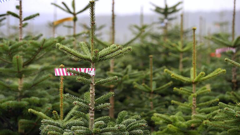 Dieses Weihnachten gibt es auf jeden Fall genügend Bäume.