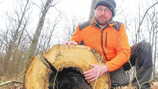 Schöne Wohnung für Fledermäuse & Co.: Dieser ausgehöhlte Baum im Sulzfelder Klingenwald musste aus Sicherheitsgründen gefällt werden. Für Förster Achim Volkamer hat er dennoch großen Nutzen: Er gibt unter anderem Molchen, Moosen und Hirschkäfer-Larven Lebensraum.