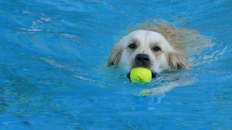 Ganz klar: Der Ball muss aus dem Wasser gerettet werden!