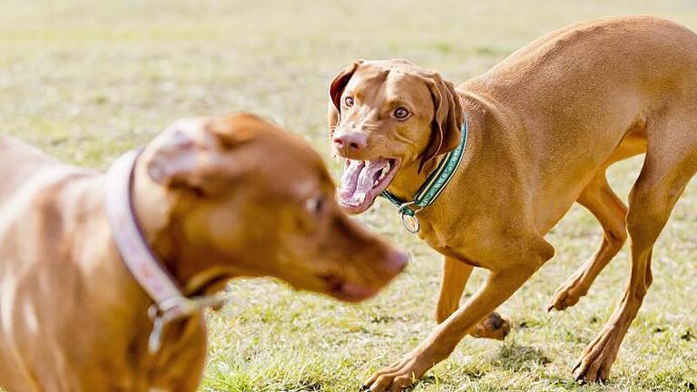 Konflikte zwischen zwei Vizslas sollten beide nicht unter sich regeln. Manchmal ist es besser, den Hund an der Leine zu lassen. Foto: Monique Wüstenhagen/dpa-tmn       -  Wenn sich Hunde in der Pubertät befinden, kann es zu Revierkämpfen kommen.